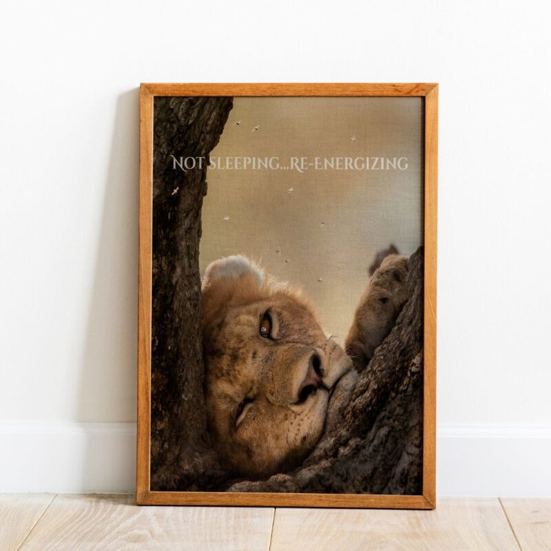 A lioness peacefully resting with one eye closed and one eye open, symbolizing re-energizing and alertness. Ideal for office wall art and home decor.